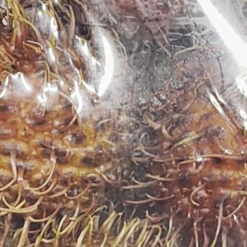 Stranger plant in Walmart Canada