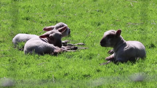 lovely Sheep