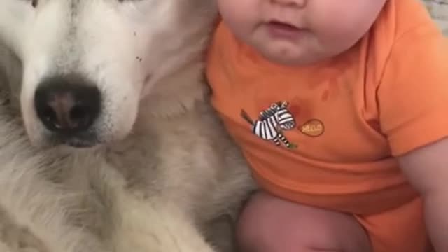 Husky & baby becoming Good Friend