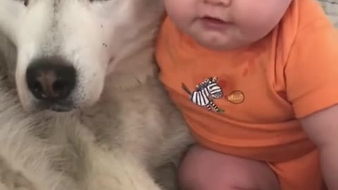 Husky & baby becoming Good Friend