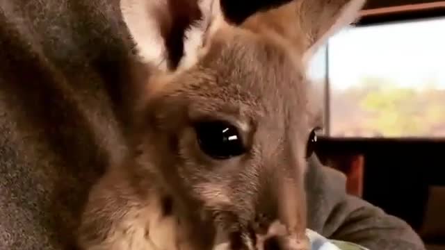 This baby kangaroo (Joey) likes her blanket/pouch