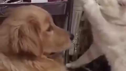 Another funny video of cats and dogs♥️