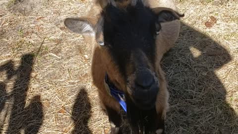 The goats come to say hi!!