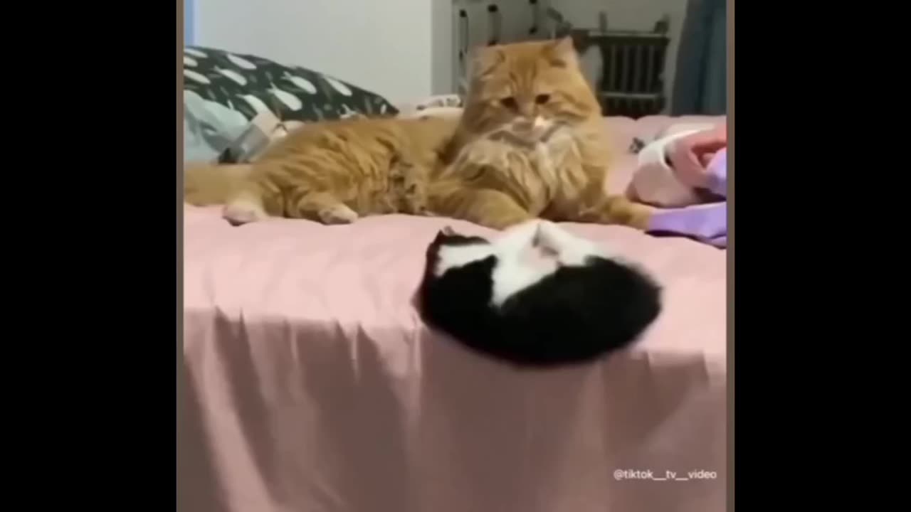 Dog 🐕 and cat 🐈 funny video 😀