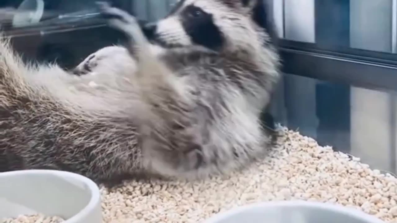 Funny Animals
