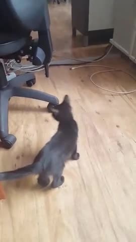 Gatito callejero recorre oficina de tecnología