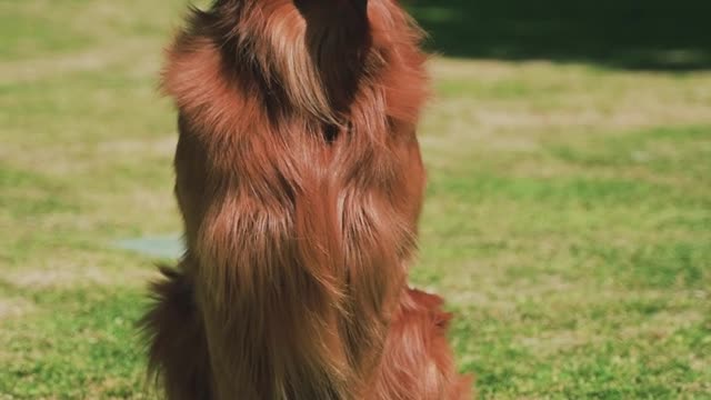 Dog-is-sitting-on-the-grass-in-the-park