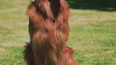 Dog-is-sitting-on-the-grass-in-the-park