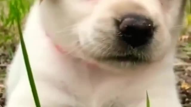 cute puppy 🥰😍 #shorts