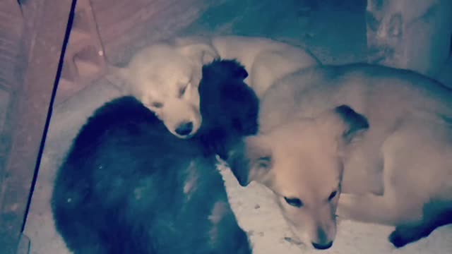 Three sleeping pups