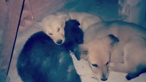 Three sleeping pups