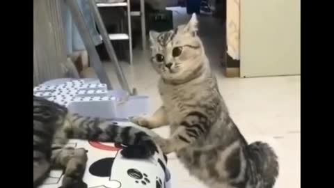 Funny cats 😻😻|| enjoying||cute 🐈