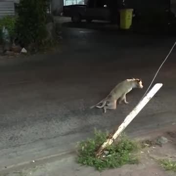 Stray Dog Stunt (wait for it).
