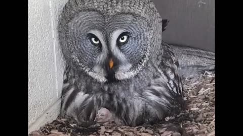 New Baby Great Grey Owls!! 🐣🥰🎉
