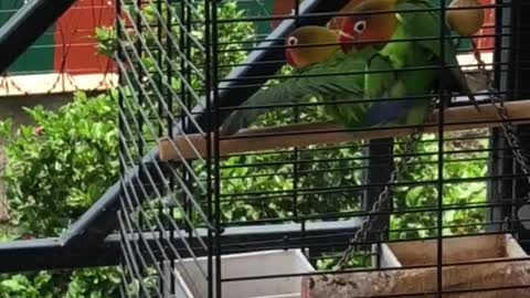 Love birds making love