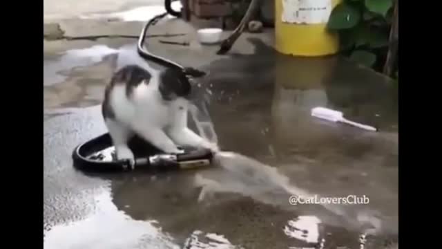 Funny Cute cat with water