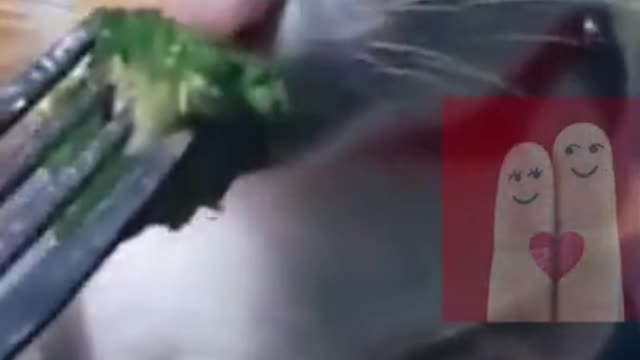 When your pet dont like the food you cook