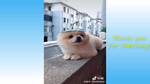 Funny Pets Videos really funny