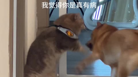 Cat and dog cute fight