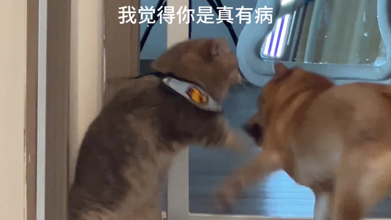 Cat and dog cute fight