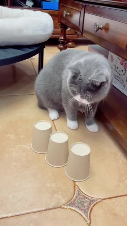 Cutes dogs | Cutest dog in the world | Cute dogs clips 2022