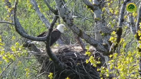 Most beautiful birds nest in the world