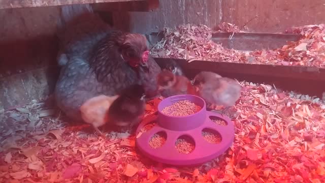 Baby Chicks Eating For The First Time