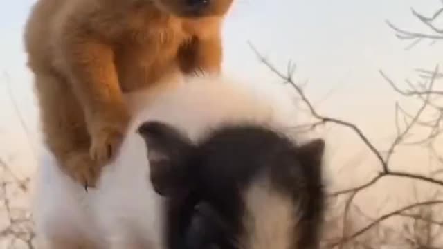 Cute dog and Pig babies video