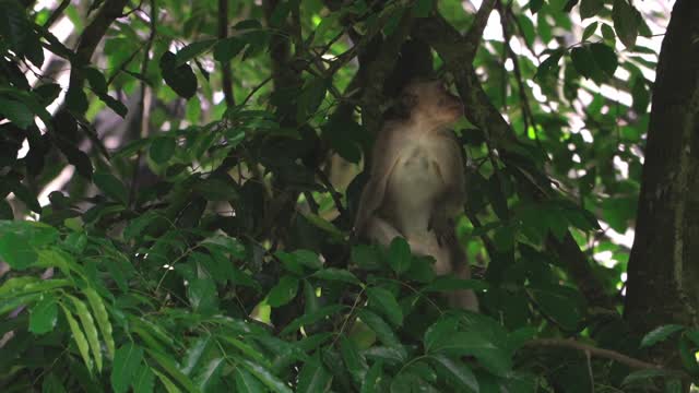 A Monkey Hanging on a Tree