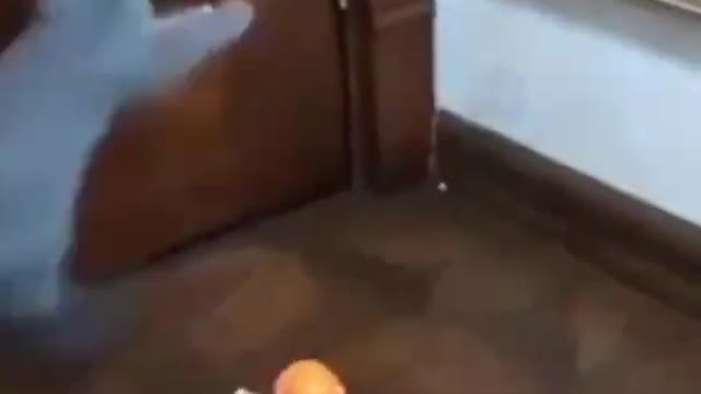 Funny Cats Videos 🐱😊 Try Not To Laugh