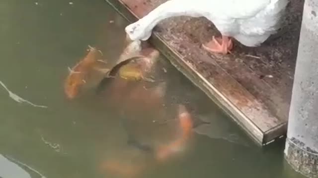 best friend fish vs dark 4ever funnny moment