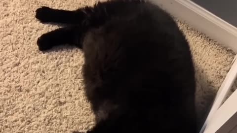 The Single Braincell Broke Down #cat #cute #kitten #pets #meow #videos #shorts #dog