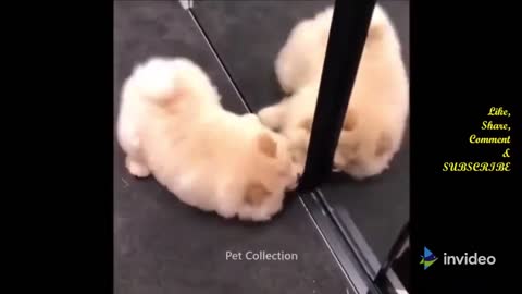 Cute And Funny puppies doing funny things Videos #shorts