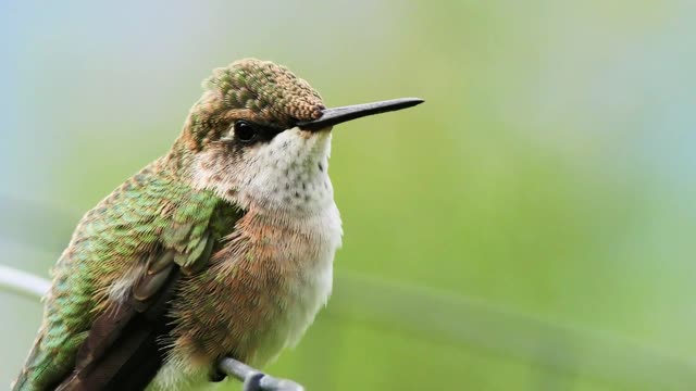 Watch a beautiful bird stick out its long tongue with great music