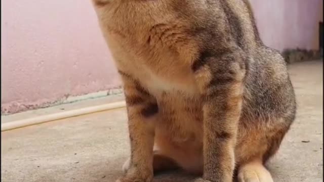 A single mother cat is really bitter