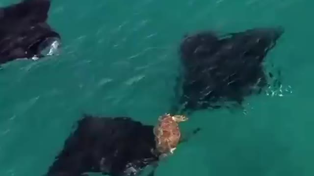 turtle swimming with stingrays