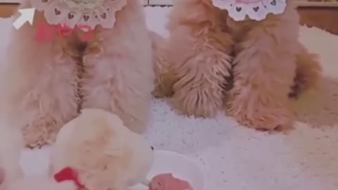 Il veleno per topi non ha effetto immediato...