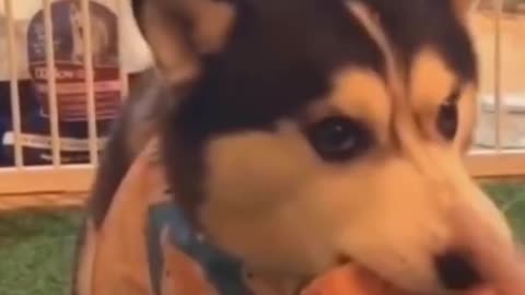 Cute Dog - Funny Animals