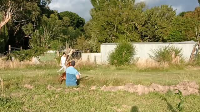 Man, Baby, Dogs, Old Lady, Family Fun Playing Hide N Seek On The Farm