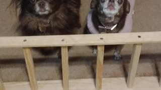 Happy and Singing Chihuahuas