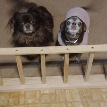 Happy and Singing Chihuahuas