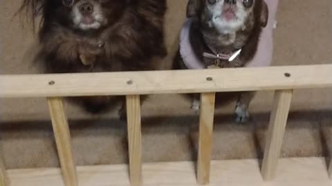 Happy and Singing Chihuahuas