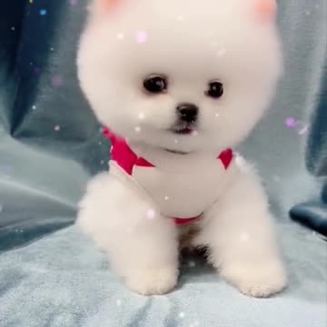 Cute and Funny Pomeranian Videos