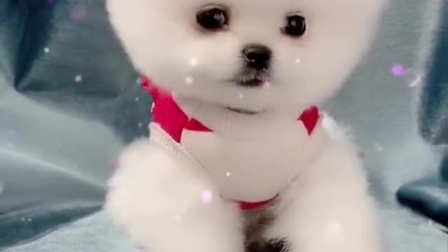 Cute and Funny Pomeranian Videos