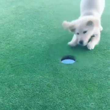 Dog places ball in hole then much excite