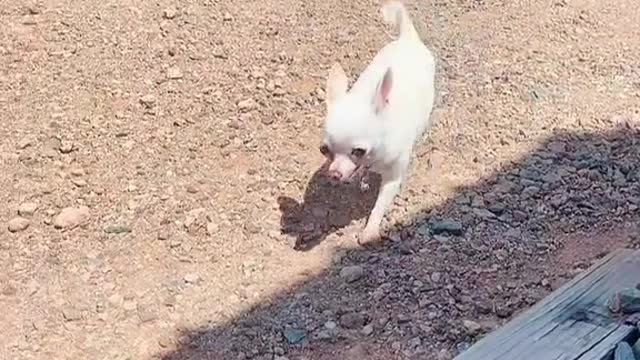 Its HAWT in Az! Gizzie has learned that shade is cooler