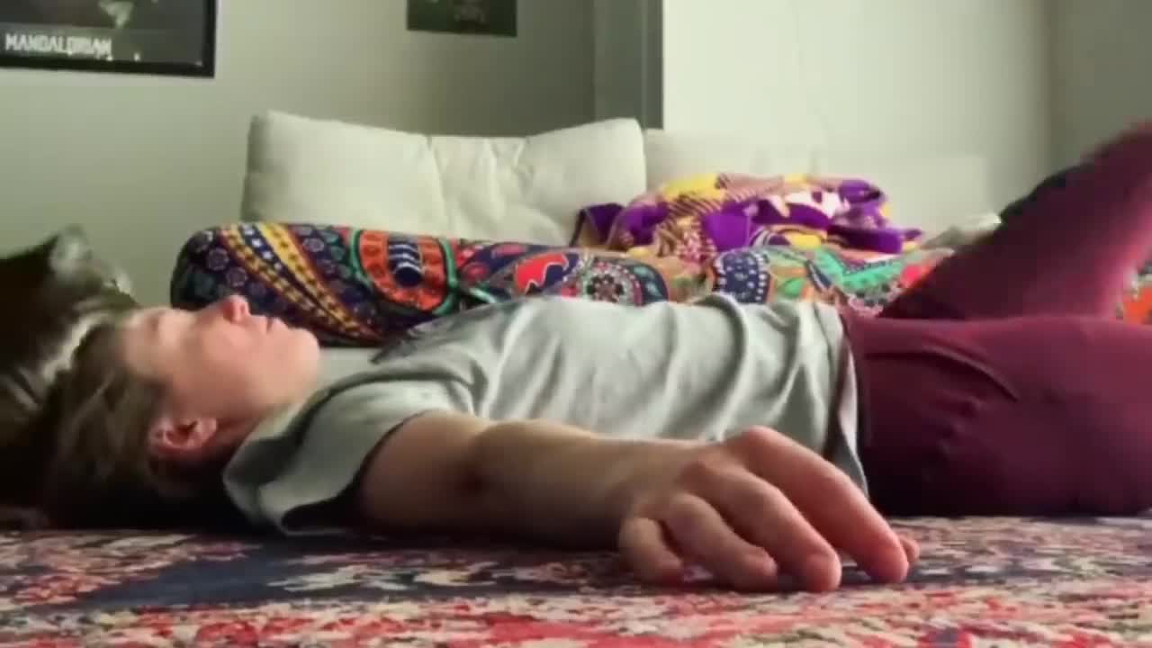 THE BEST funny cats videos