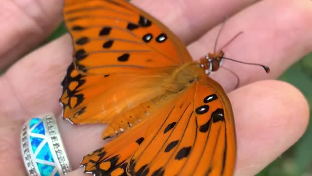 Monarch Butterfly just out of cocoon.