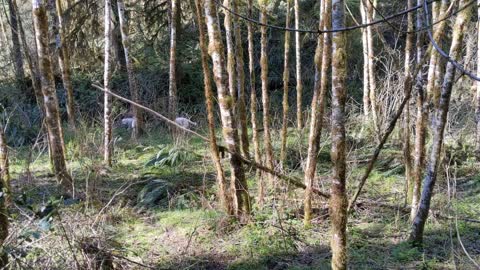 McElligot's Pool - Part of the Creek Project