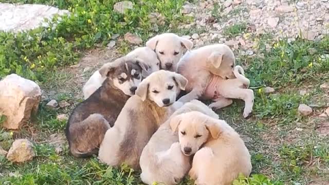 beautiful puppies